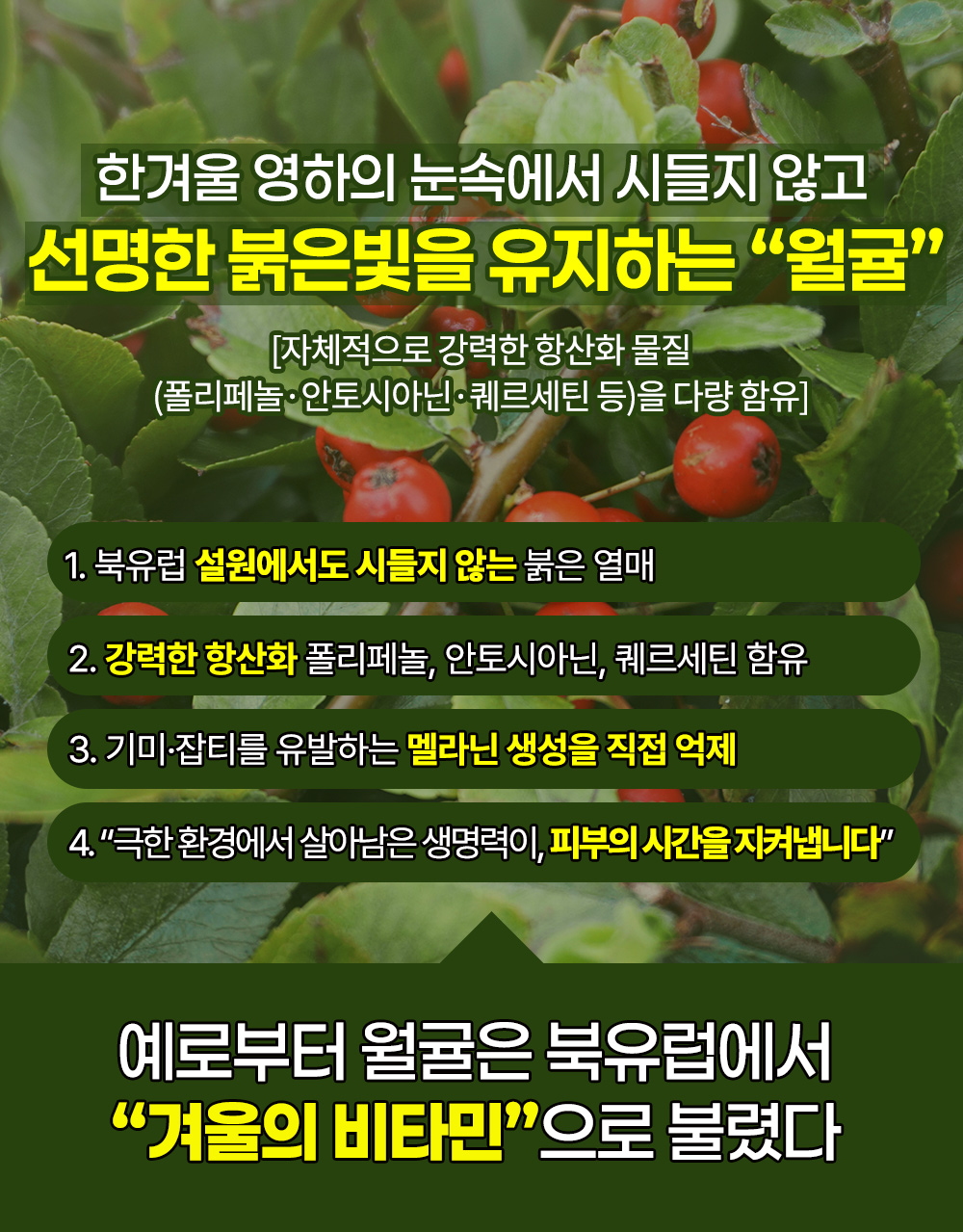 월귤4050_03.jpg