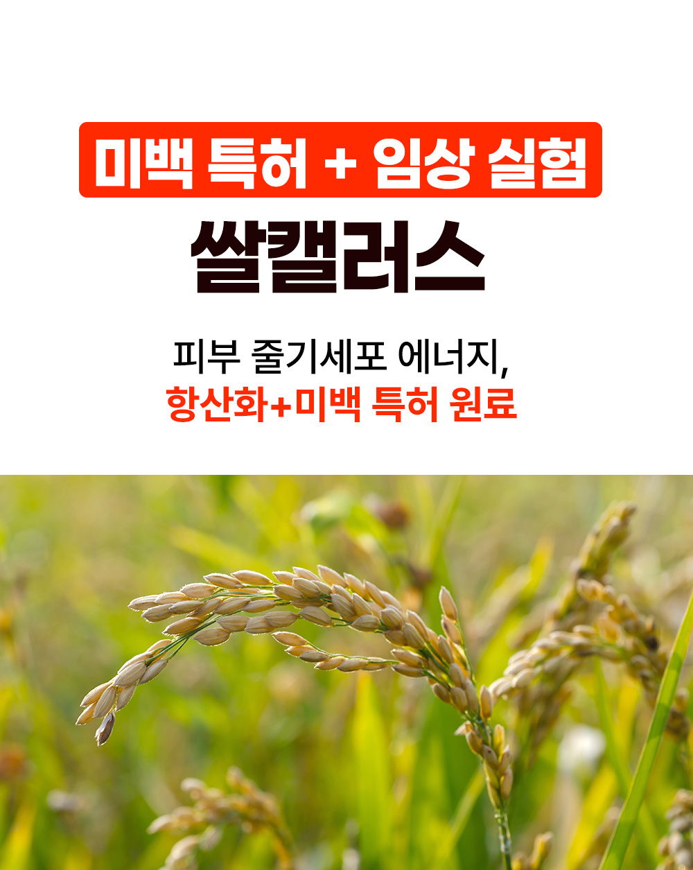 월귤4050_12.jpg