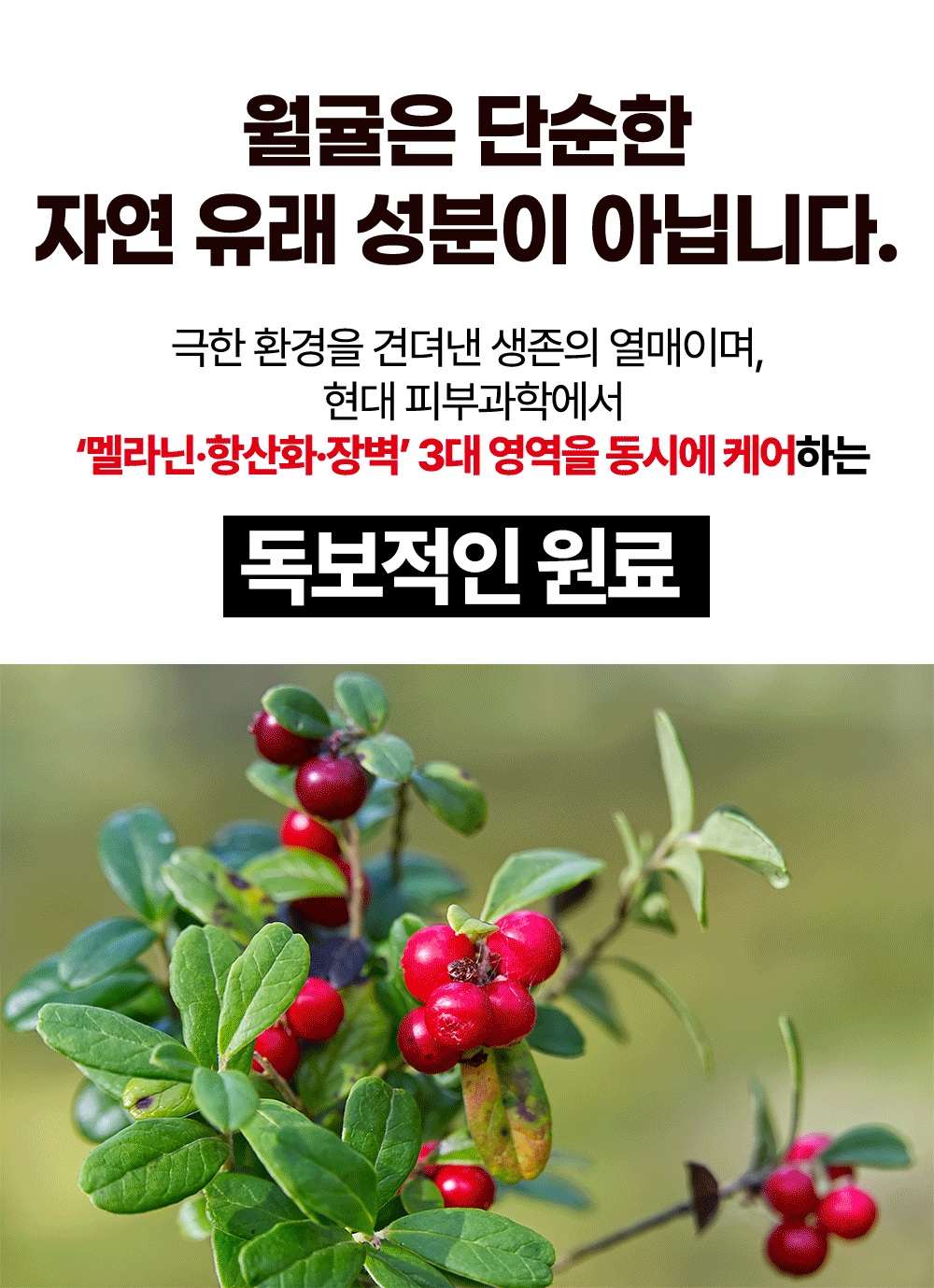 월귤4050_16.gif